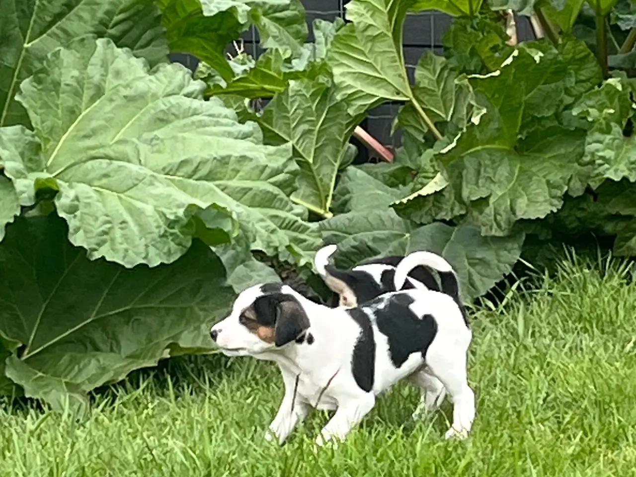 Billede 6 - Dsg/ Jack russel