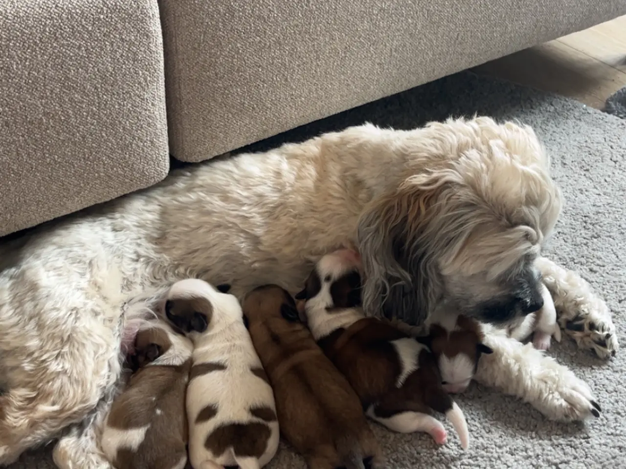 Billede 3 - Lhasa Apso/ Coton de tulear hvalpe