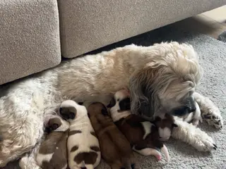 Lhasa Apso/ Coton de tulear hvalpe - 3