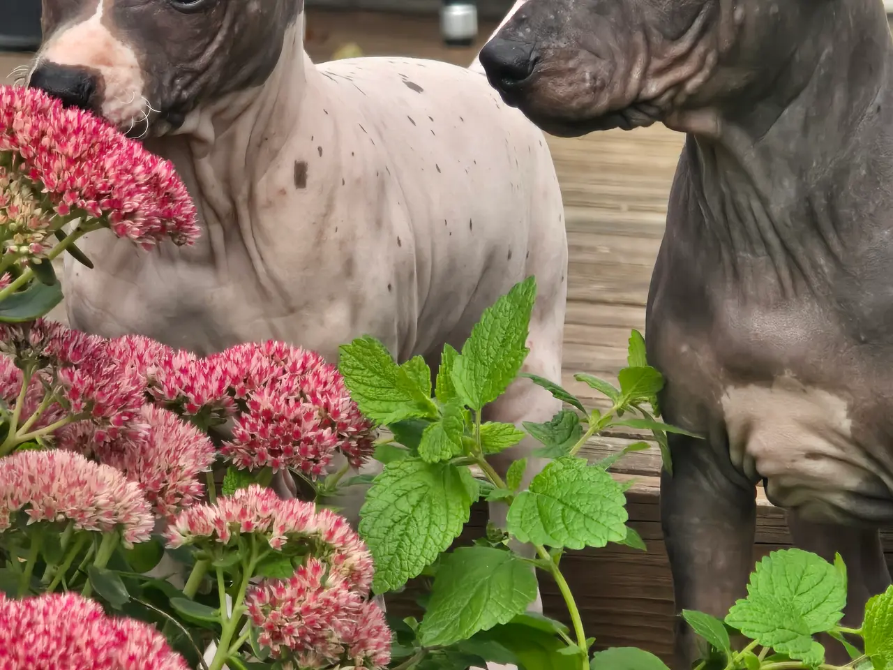Billede 2 - Amerikansk hårløs terrier med stamtavle