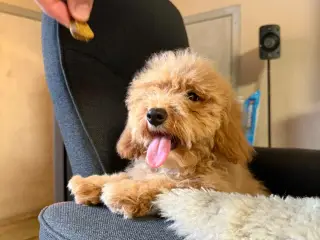 ❤️ Søde Maltipoo-hvalpe klar til nye kærlige hjem