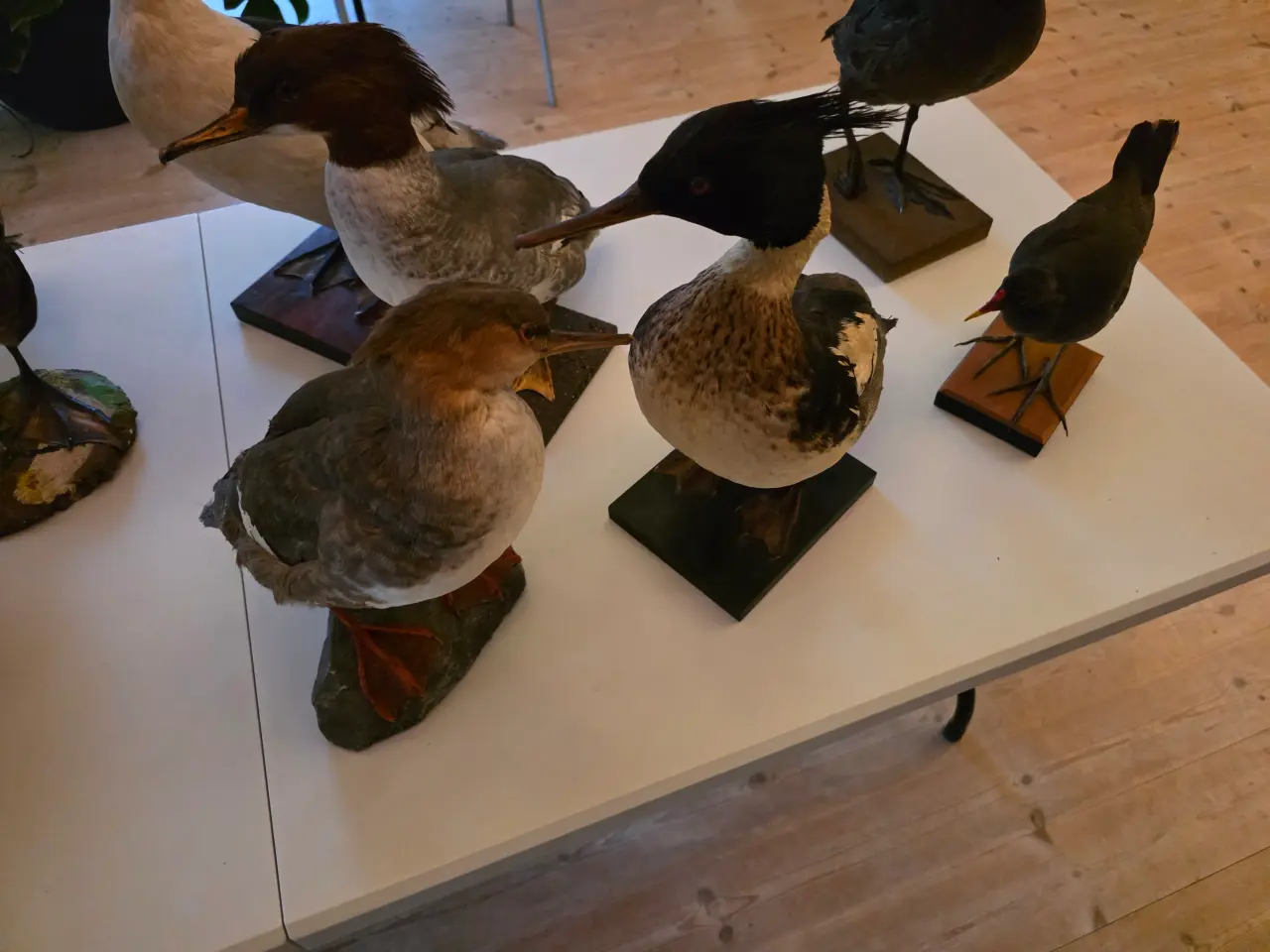 Billede 2 - Vandfugle sælges, enten samlet eller hver for sig