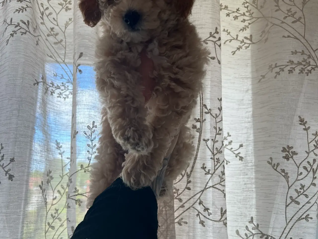 Billede 4 - Sidste han mangler sin blivende hjem 