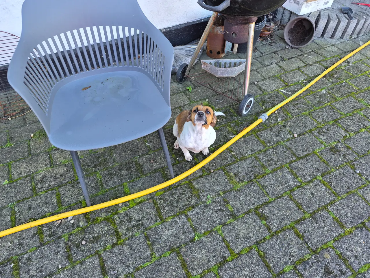Billede 2 - Dansk svensk gårdhund tæve