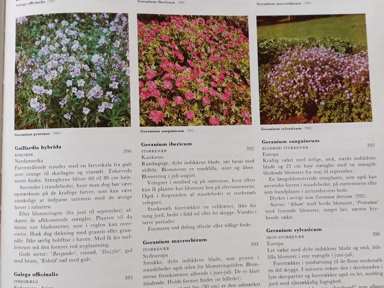 Billede 6 - Lademanns Blomsteratlas af Hay,Roy & Patrick Synge