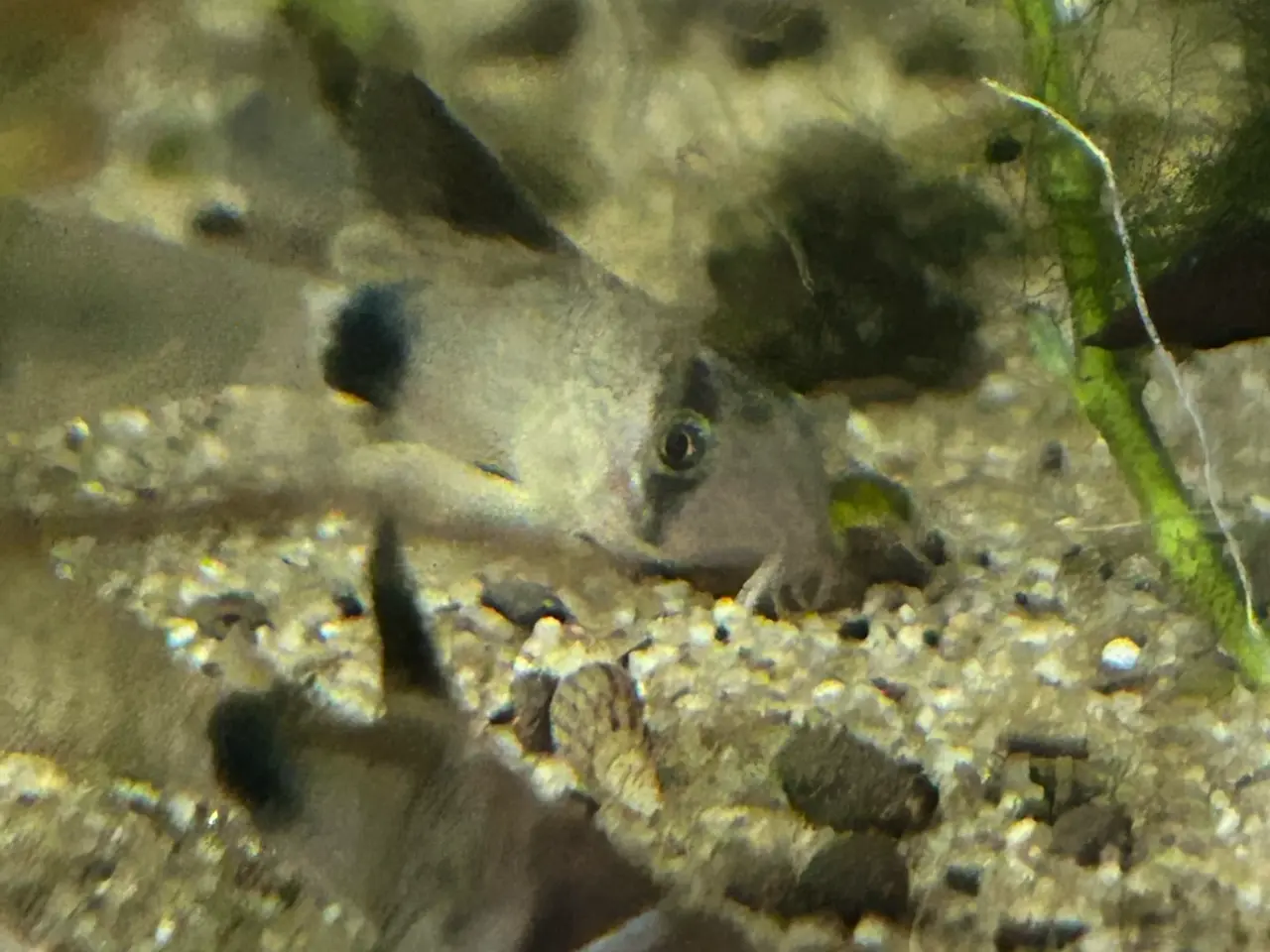 Billede 1 - 🐼🌟 Panda Longfin Pansermaller 3-4 cm | Premium |