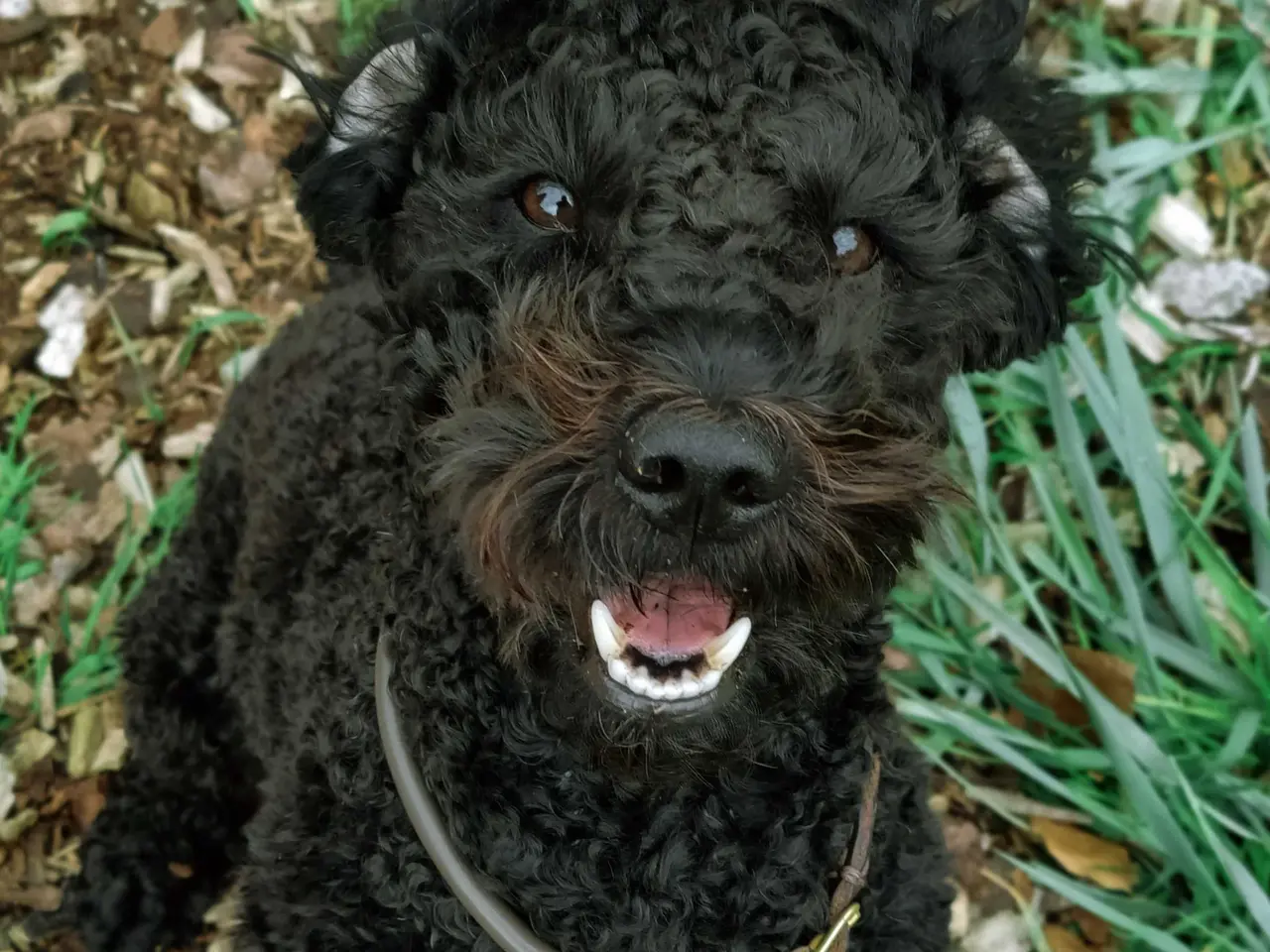 Billede 3 - Skøn glad goldendoodle søger sød familie