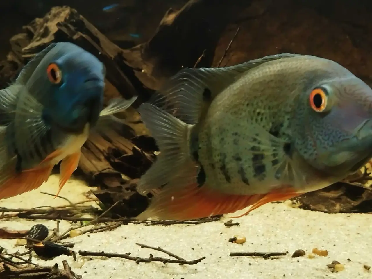 Billede 1 - green severum unger
