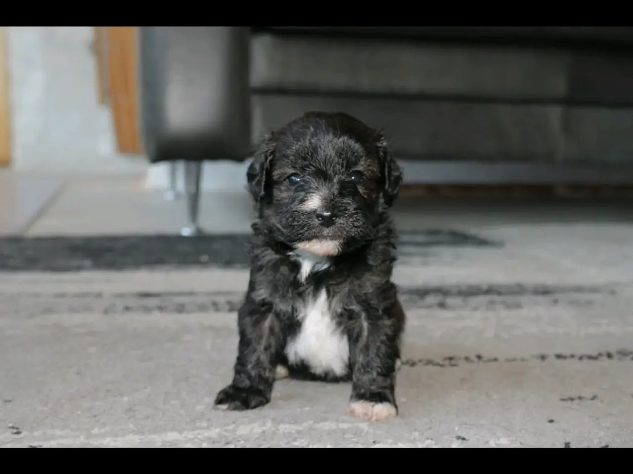 Billede 6 - Shih-poo søger deres næste hjem ❤️