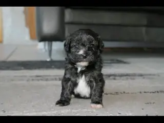 Shih-poo søger deres næste hjem ❤️