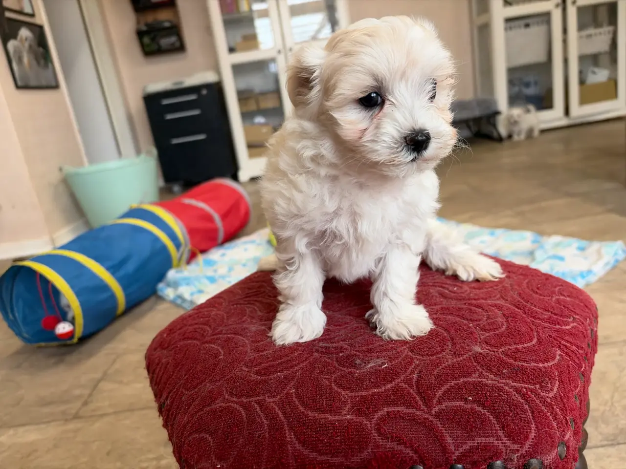 Billede 13 - Fine mini Maltipoo er rejse klar nu !