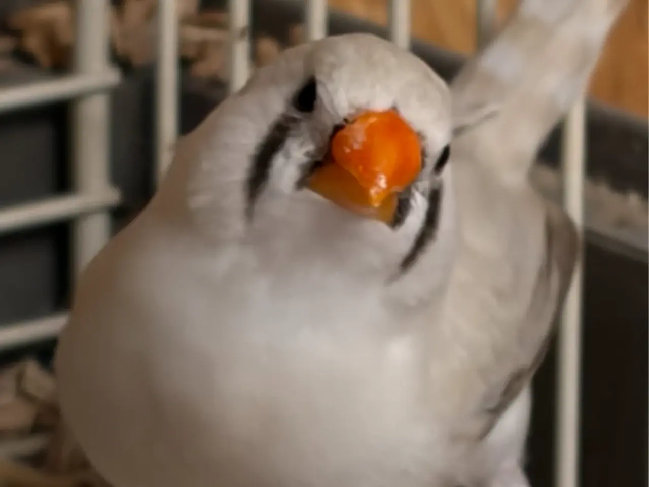 Billede 1 - Zebrafinker sælges 