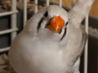 Zebrafinker sælges 