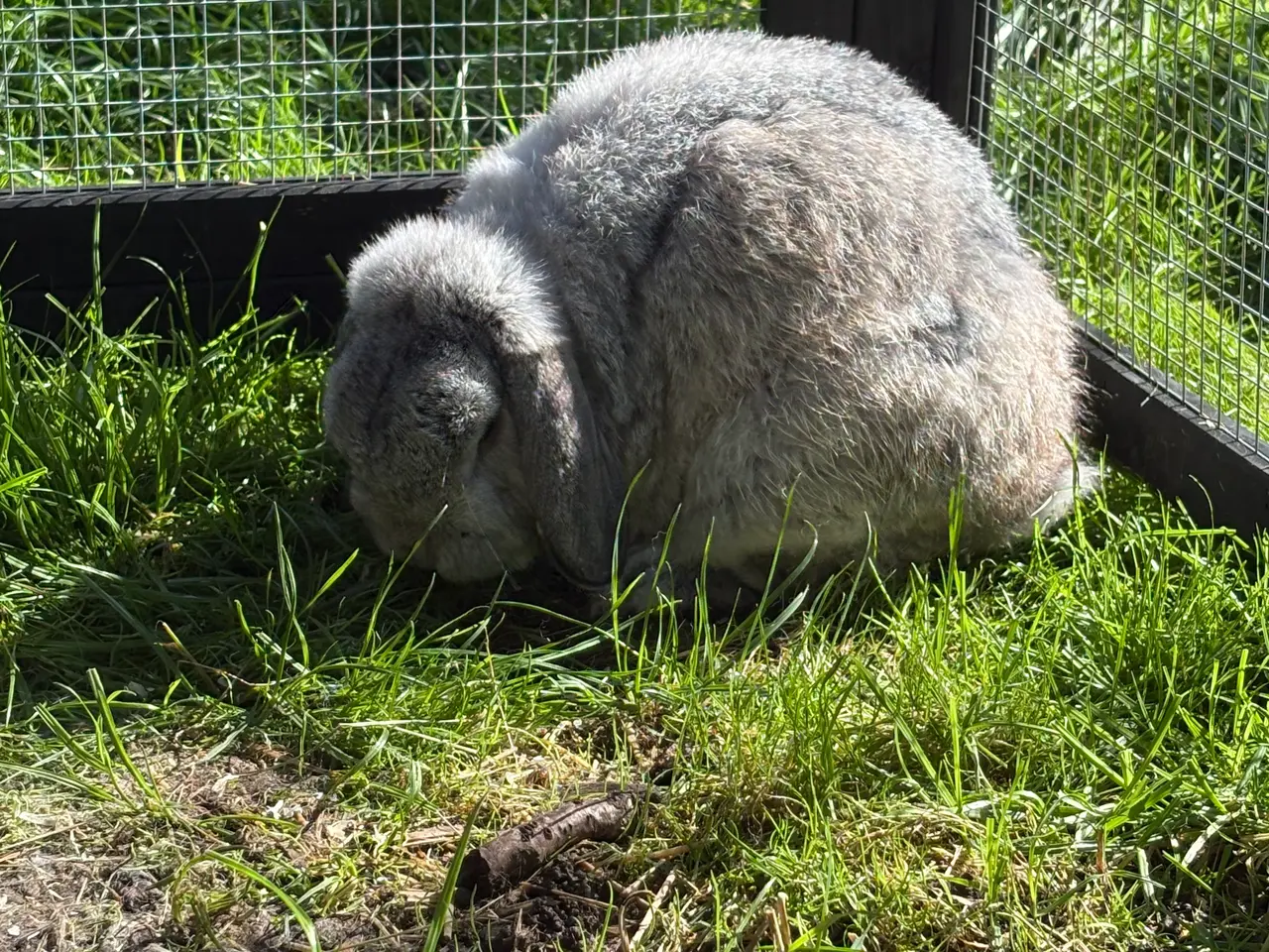 Billede 2 - Sød kanin 🐰 