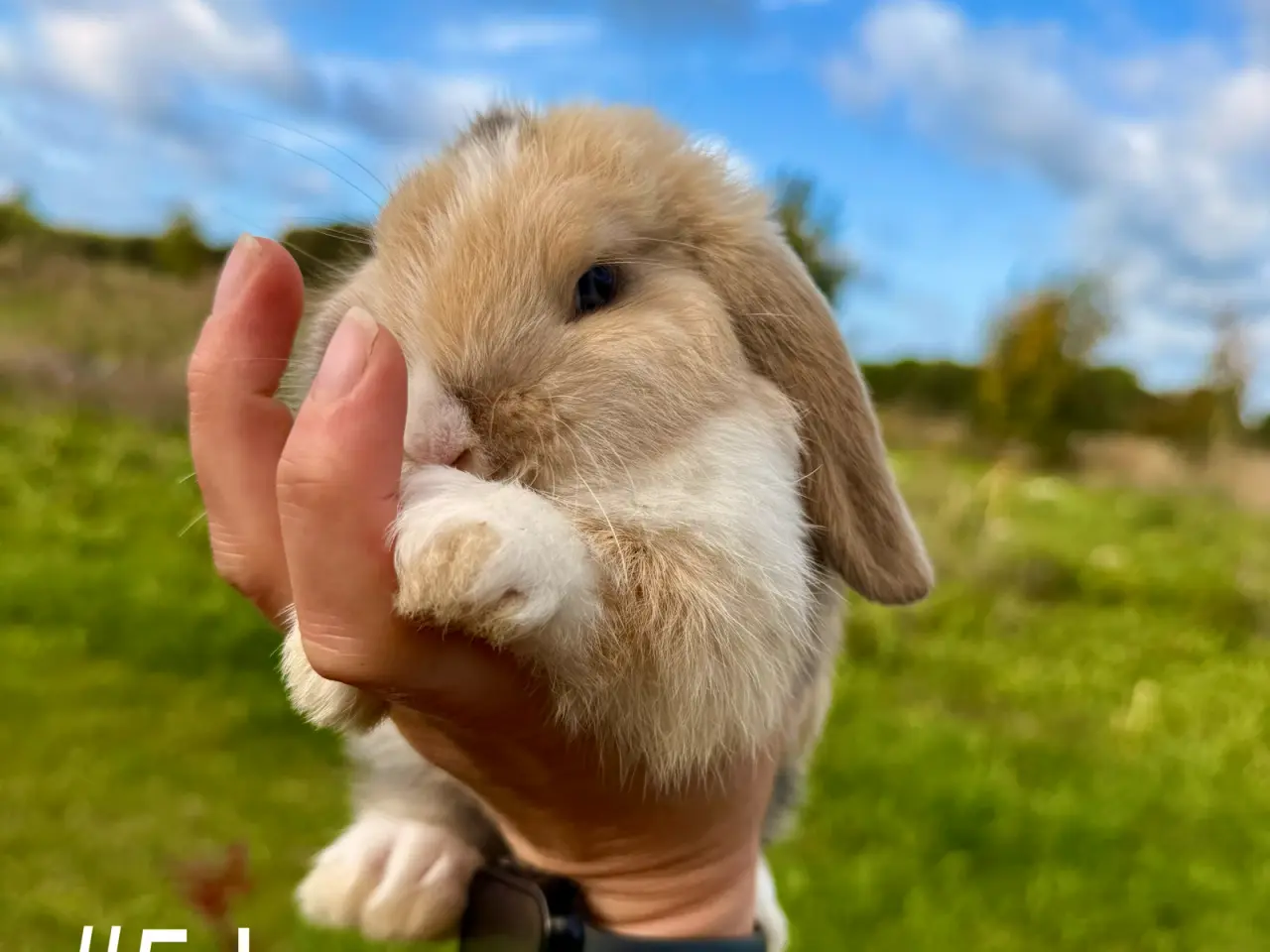 Billede 8 - 6 stk. Mini Lop unger