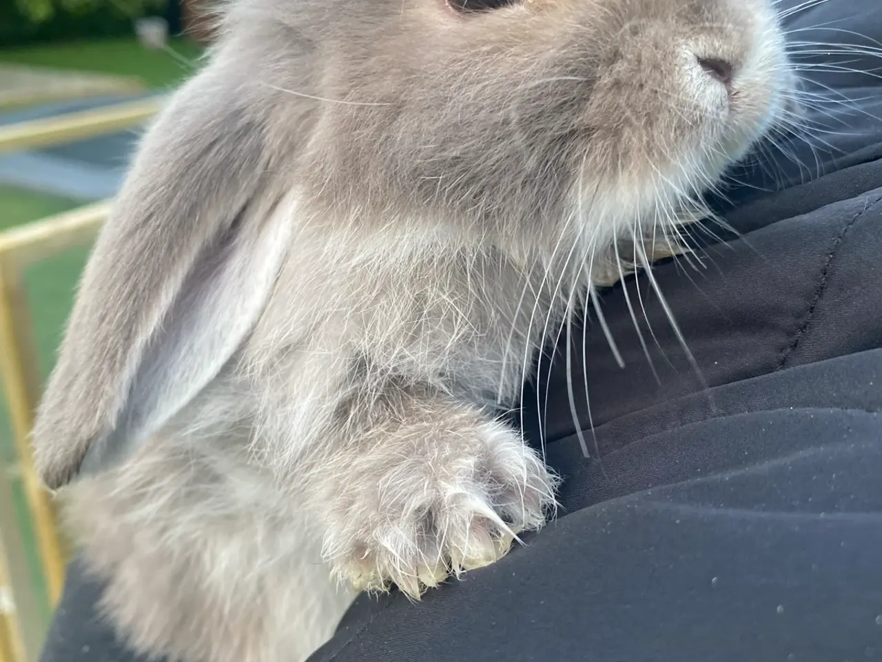 Billede 4 - Mini lop dreng kaninunge