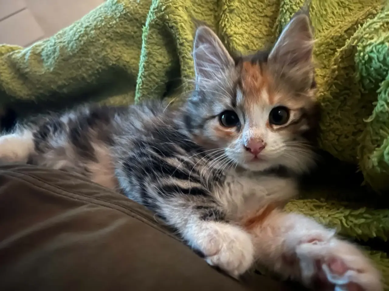 Billede 12 - Maine Coon blandinger 