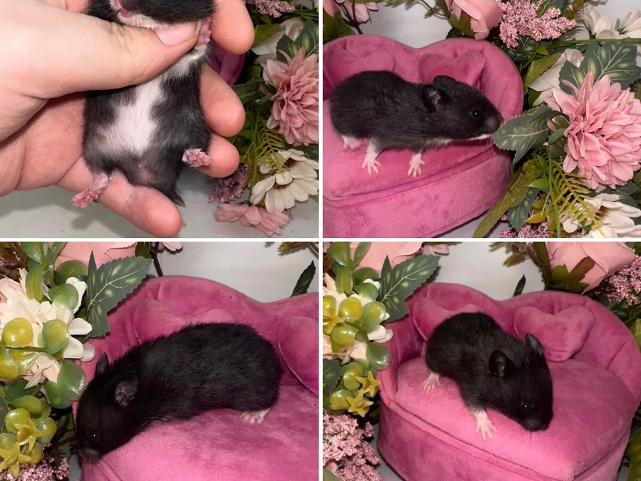 Billede 2 - Guldhamster unger