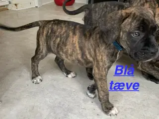 Presa canario / Cane Corso hvalpe - 5