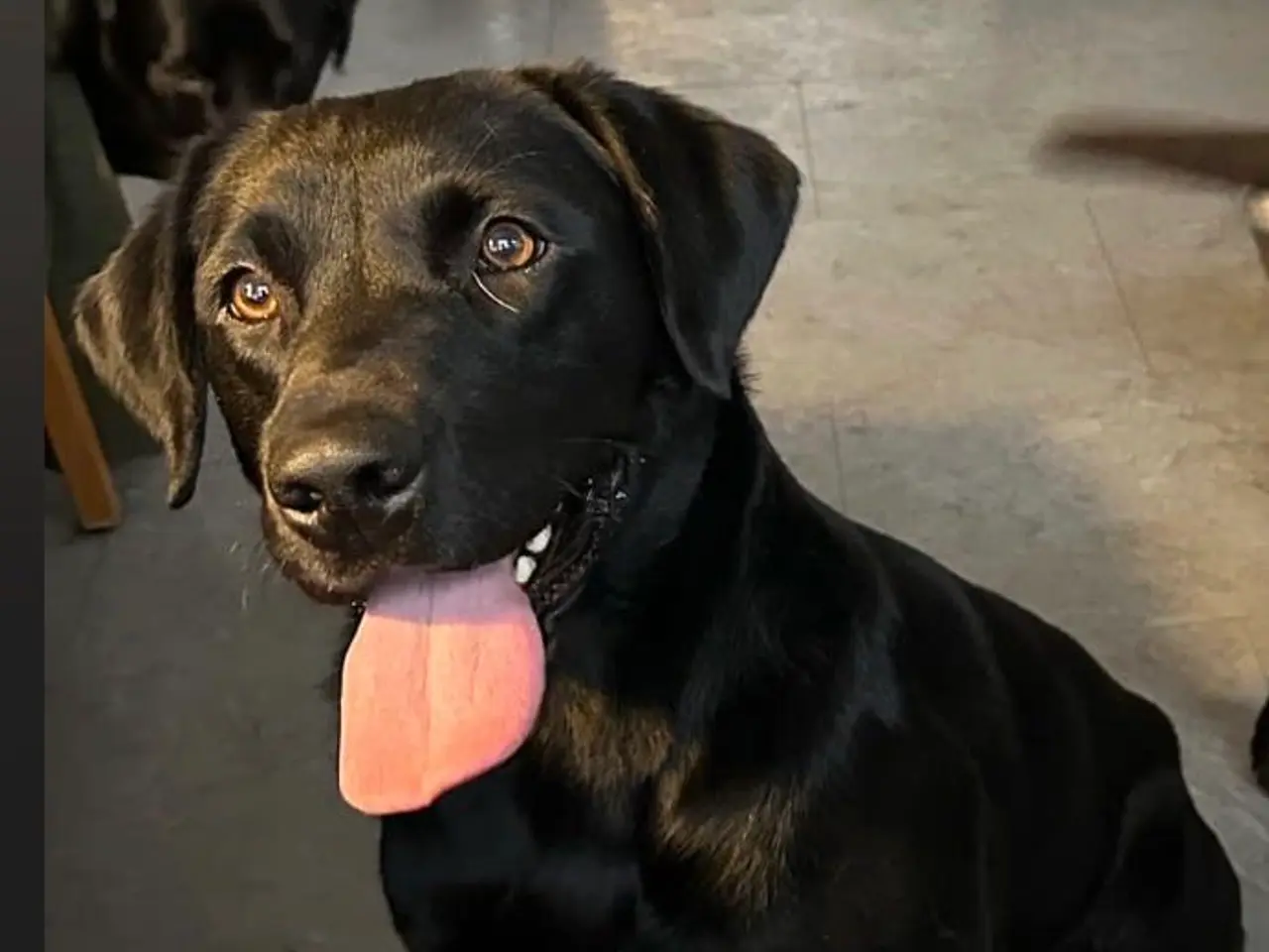 Billede 14 - Labrador hvalpe