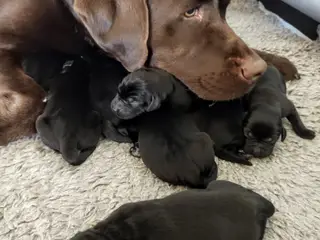 4 sorte labrador hvalpe  - hanner