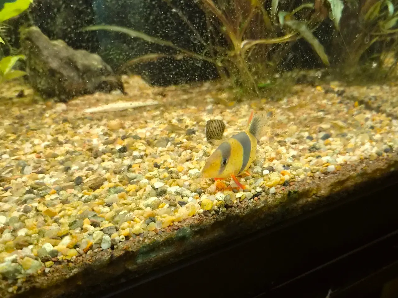 Billede 5 - Pragtsmerlinger, Zebra smerling (Botia striata), k