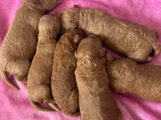 Puddel hvalpe( 1 uge)