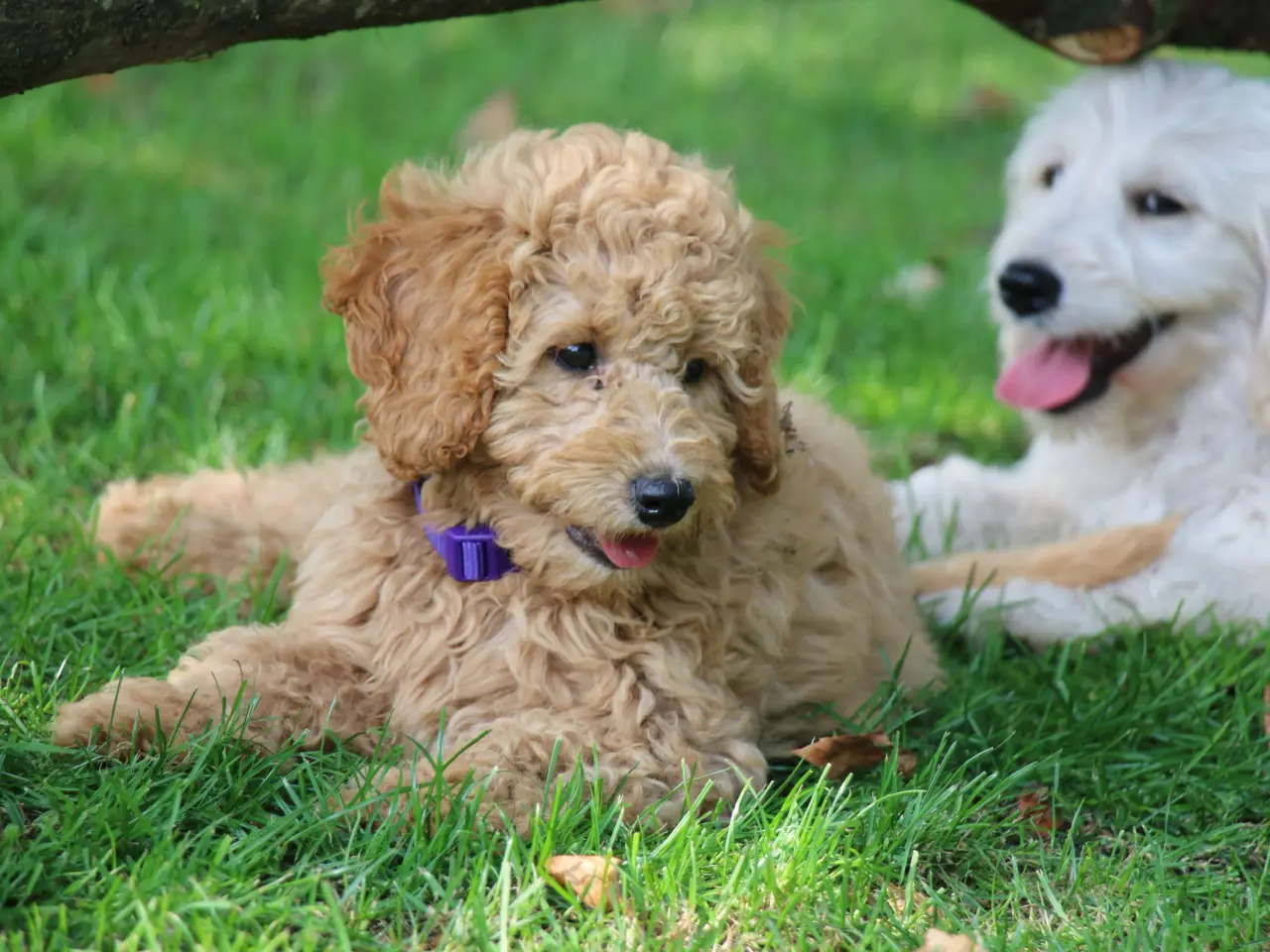 Billede 1 - Goldendoodle Doodledoodle Cavapoo