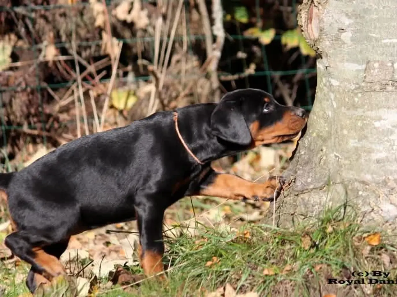 Billede 4 - Dobermann hvalpe i top klasse