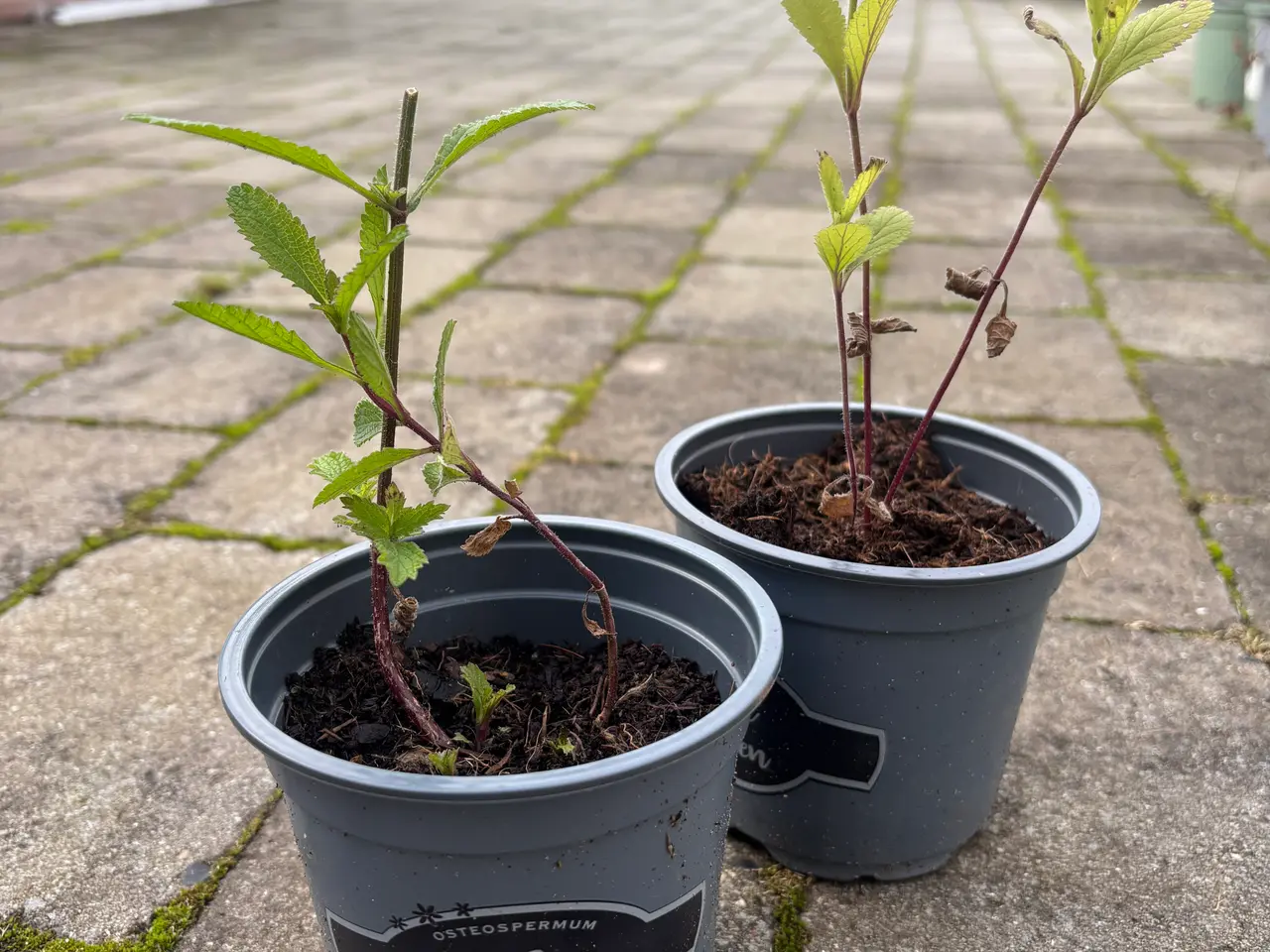 Billede 2 - Staude: Kæmpe verbena (Kæmpe Jernurt)