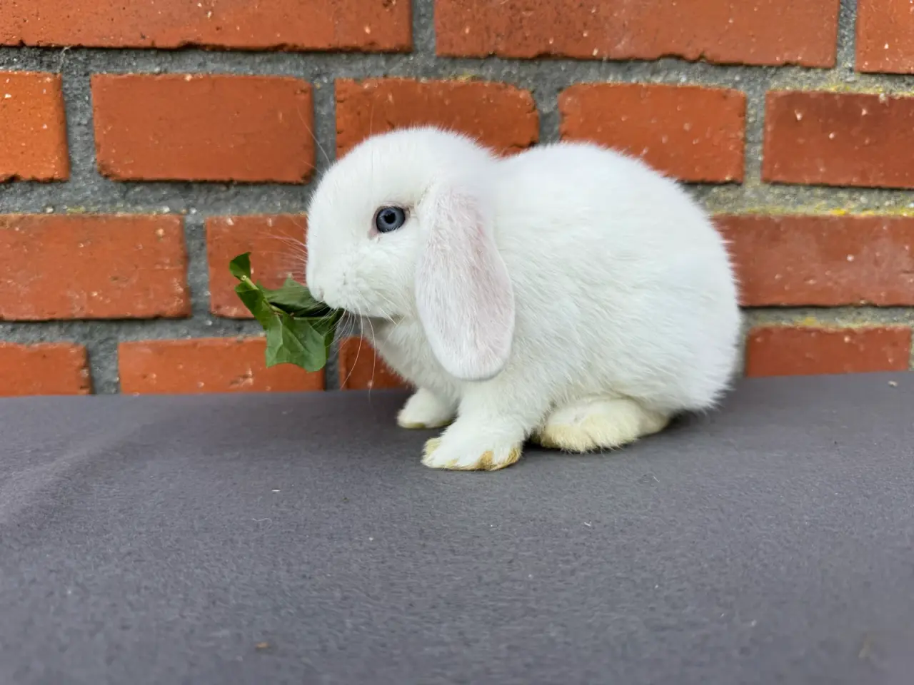 Billede 2 - Mini lop hankanin