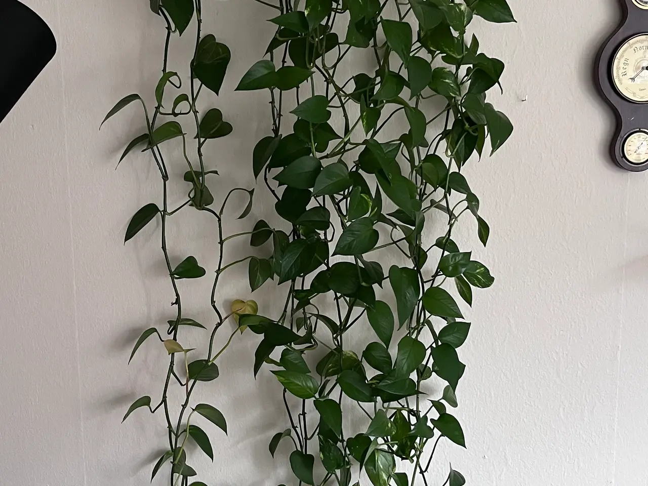 Billede 2 - Potteplante guldranke 