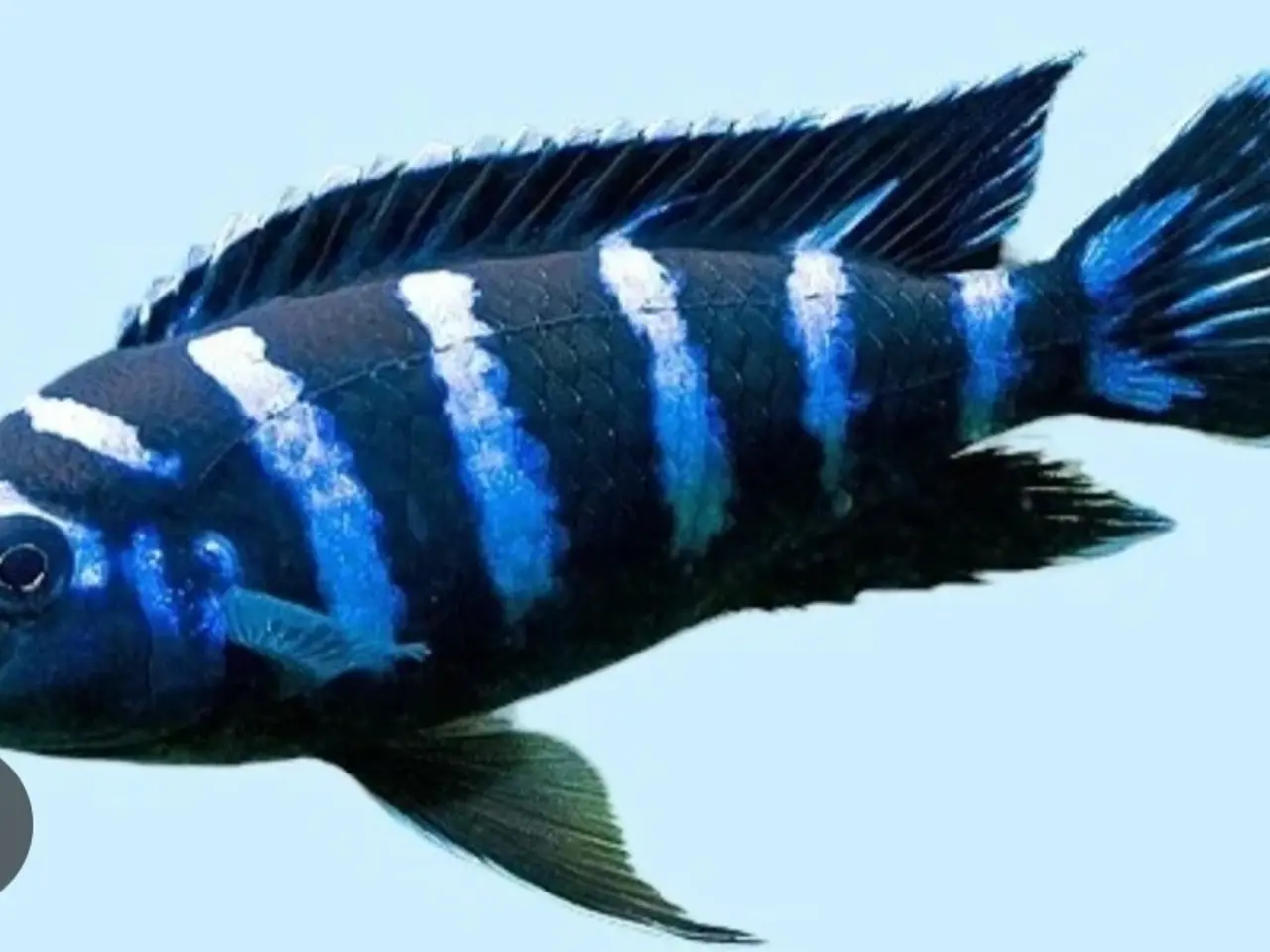 Billede 5 - Malawi Cichlider, yngel og enkelte voksne fisk