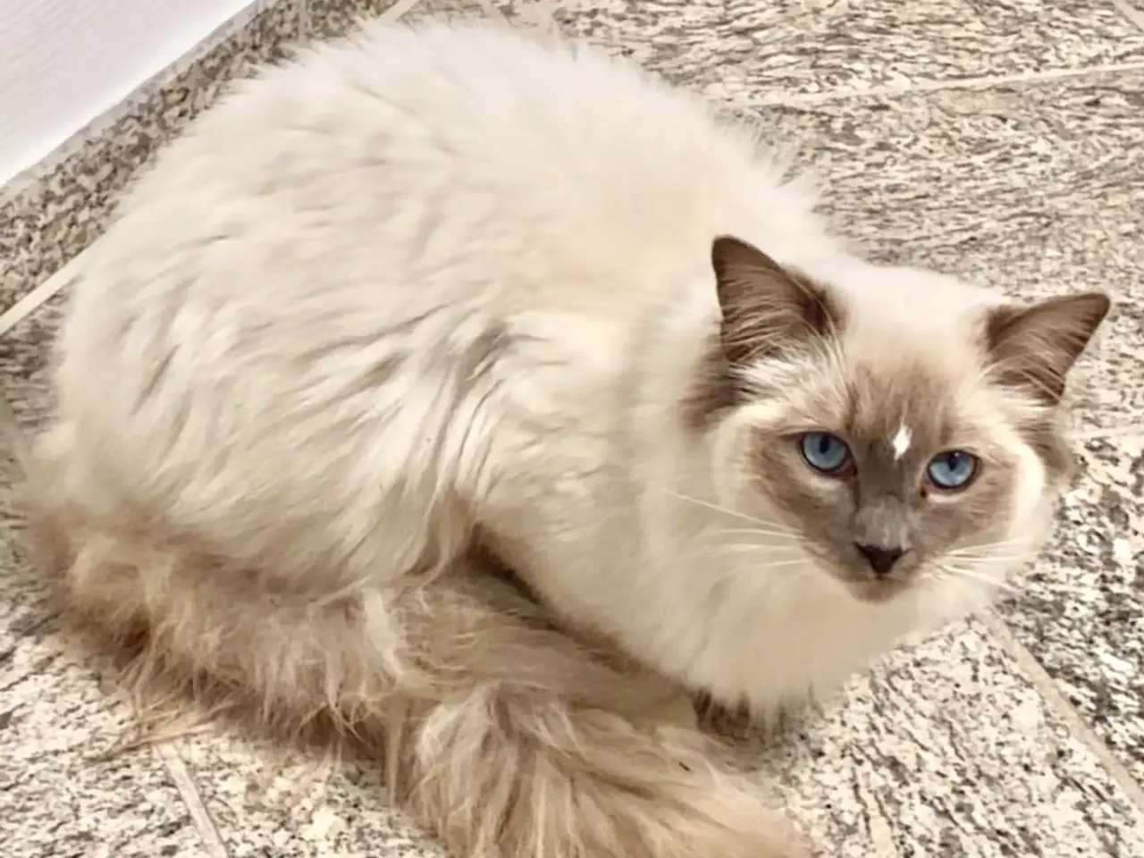 Billede 2 - Helligbirma/ragdoll