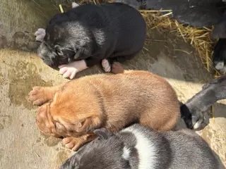 Labrador/ boxer 