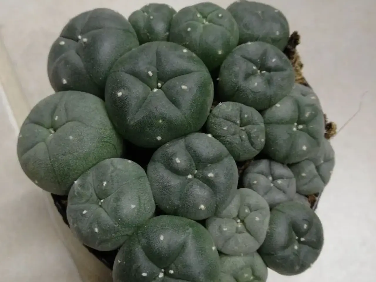Billede 5 - Peyote planter williamsii