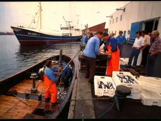Landing af fisk pi Skagen Havn - Trojaborg SKA 3 - Ubrugt