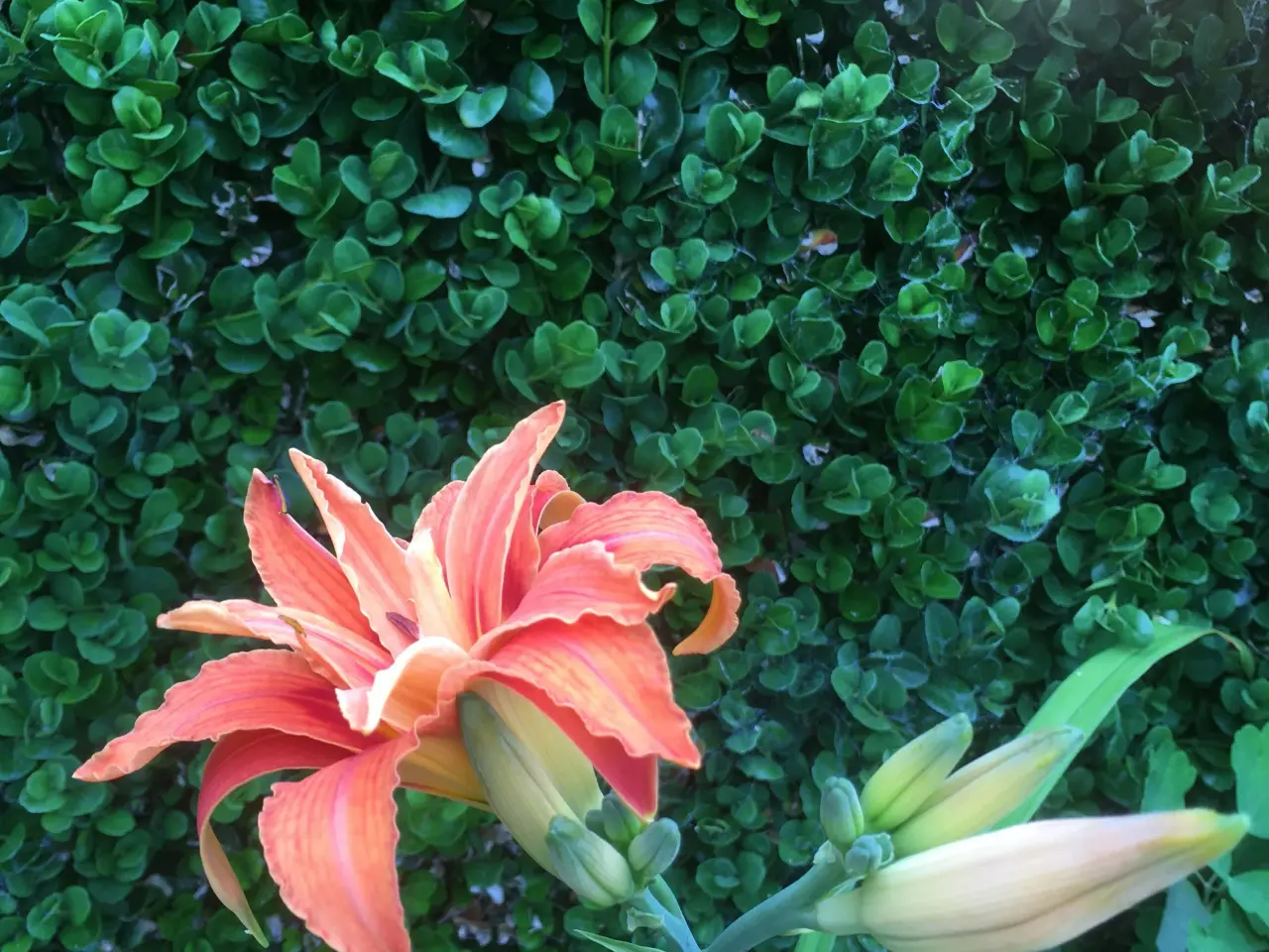 Billede 2 - Dobbelt orange daglilje