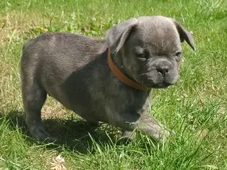 DKS FLOTTESTE FRANSKE BULLDOG HVALPE - 4