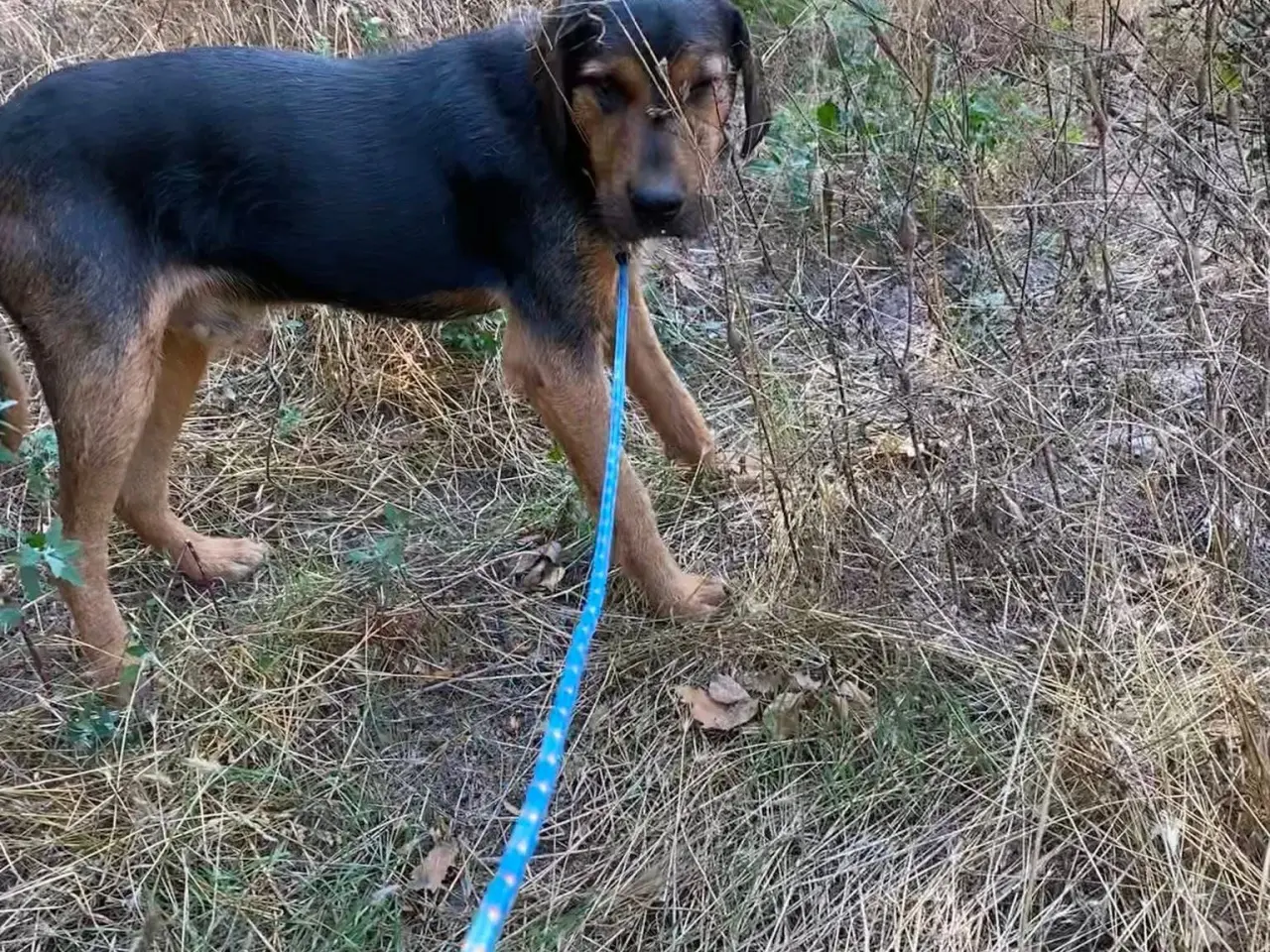 Billede 2 - Gadehunden Chego søger sin helt egen familie❤️