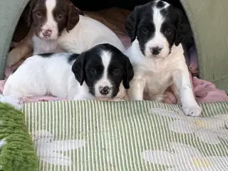 Ft. Springer Spaniel hvalpe !