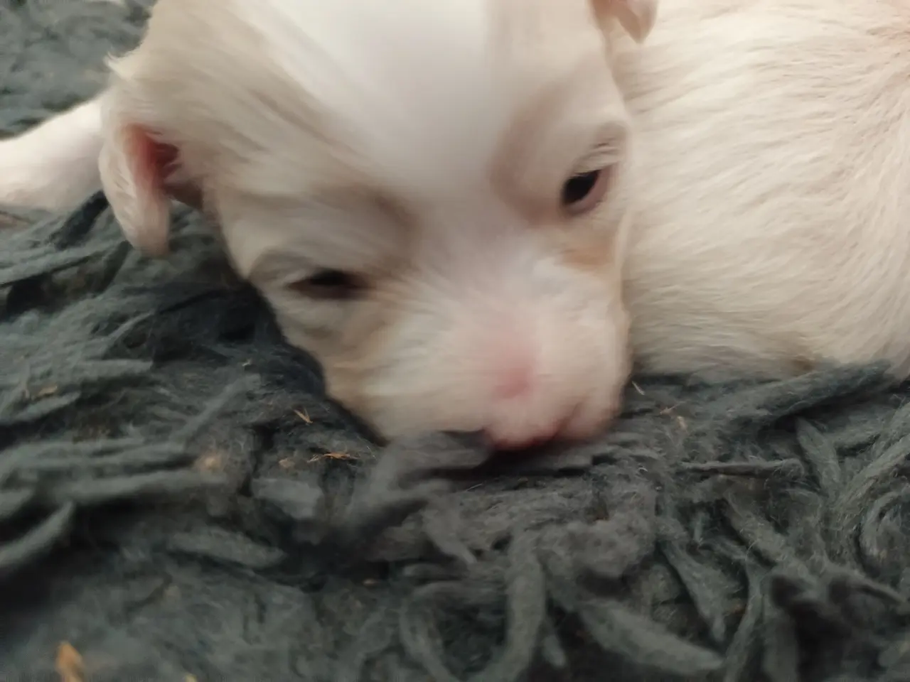 Billede 6 - Maltipoo hvalpe 