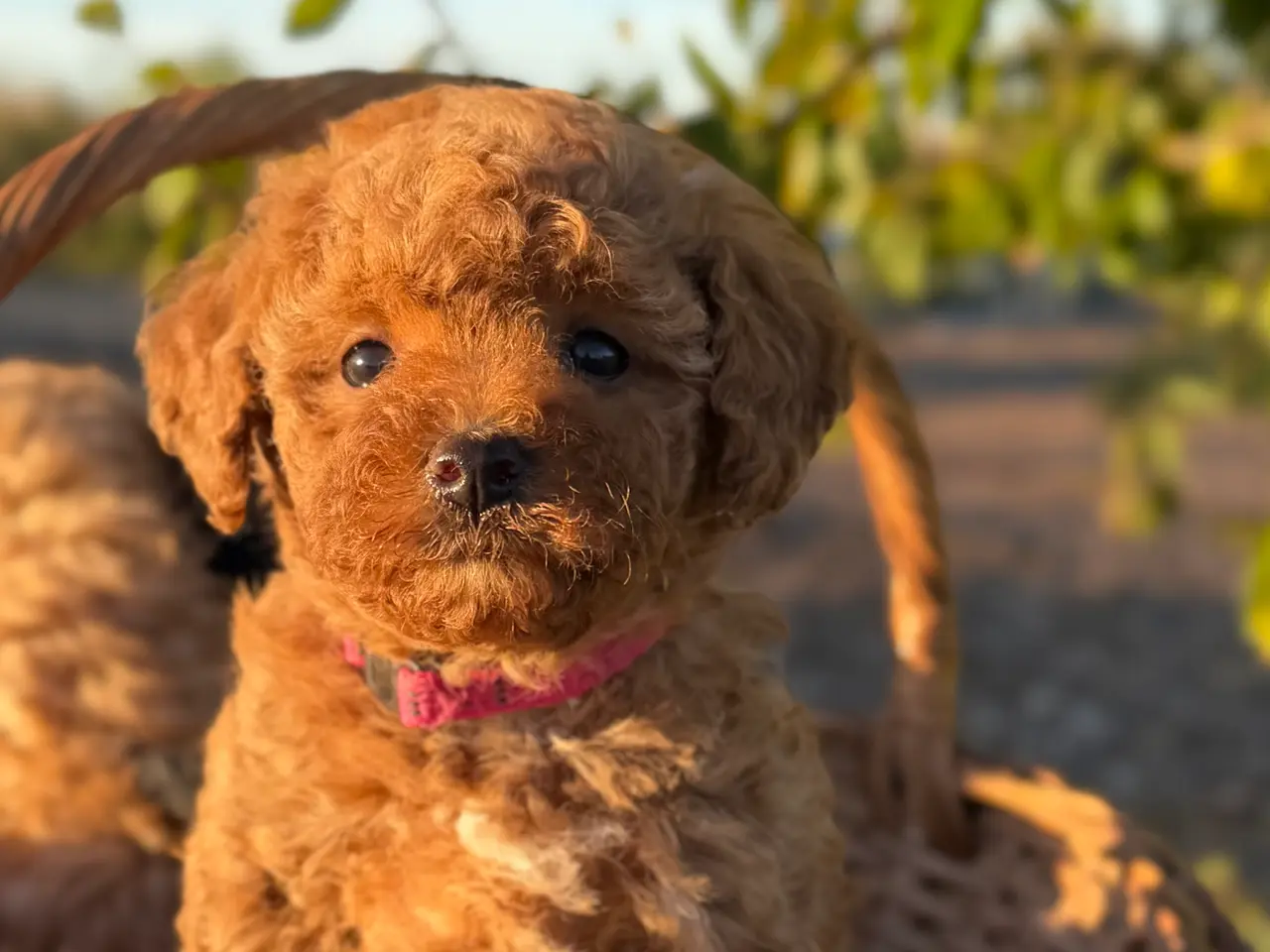 Billede 4 - Maltipoo