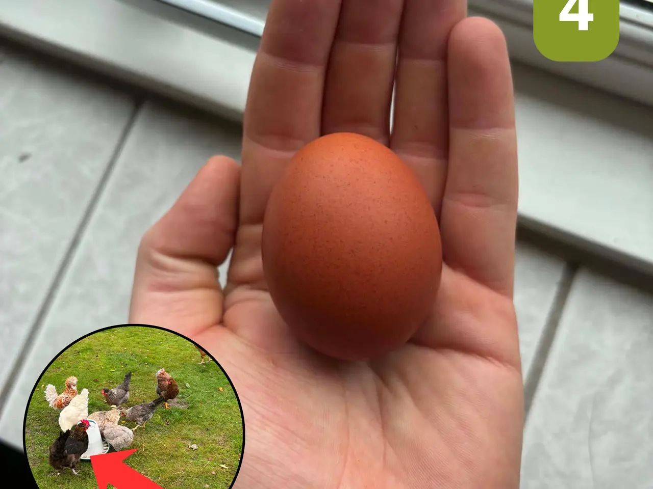 Billede 5 - Farverige rugeæg fra spændende blandingsflok