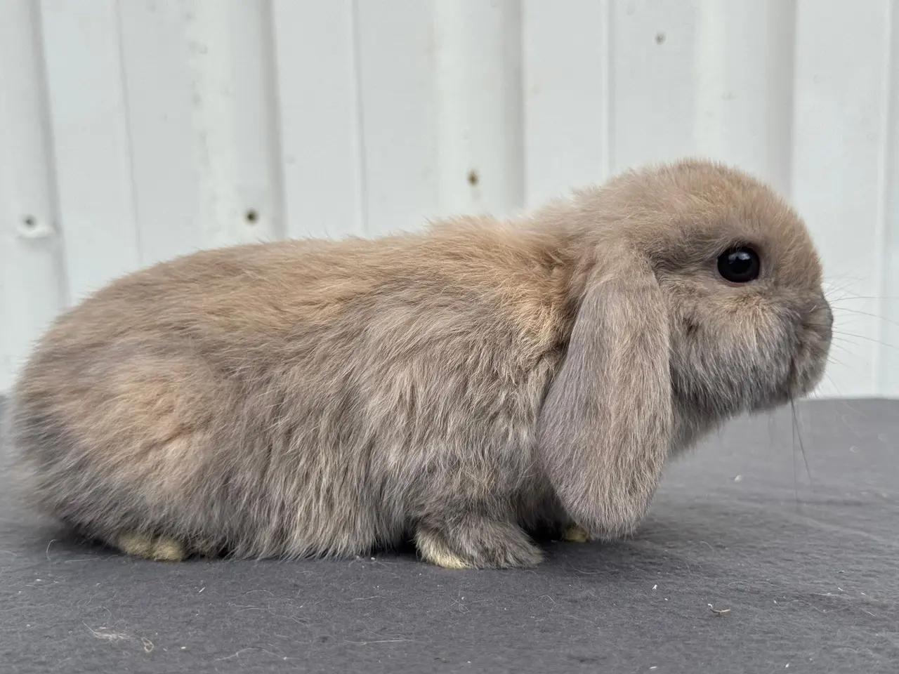 Billede 3 - Mini lops hanner