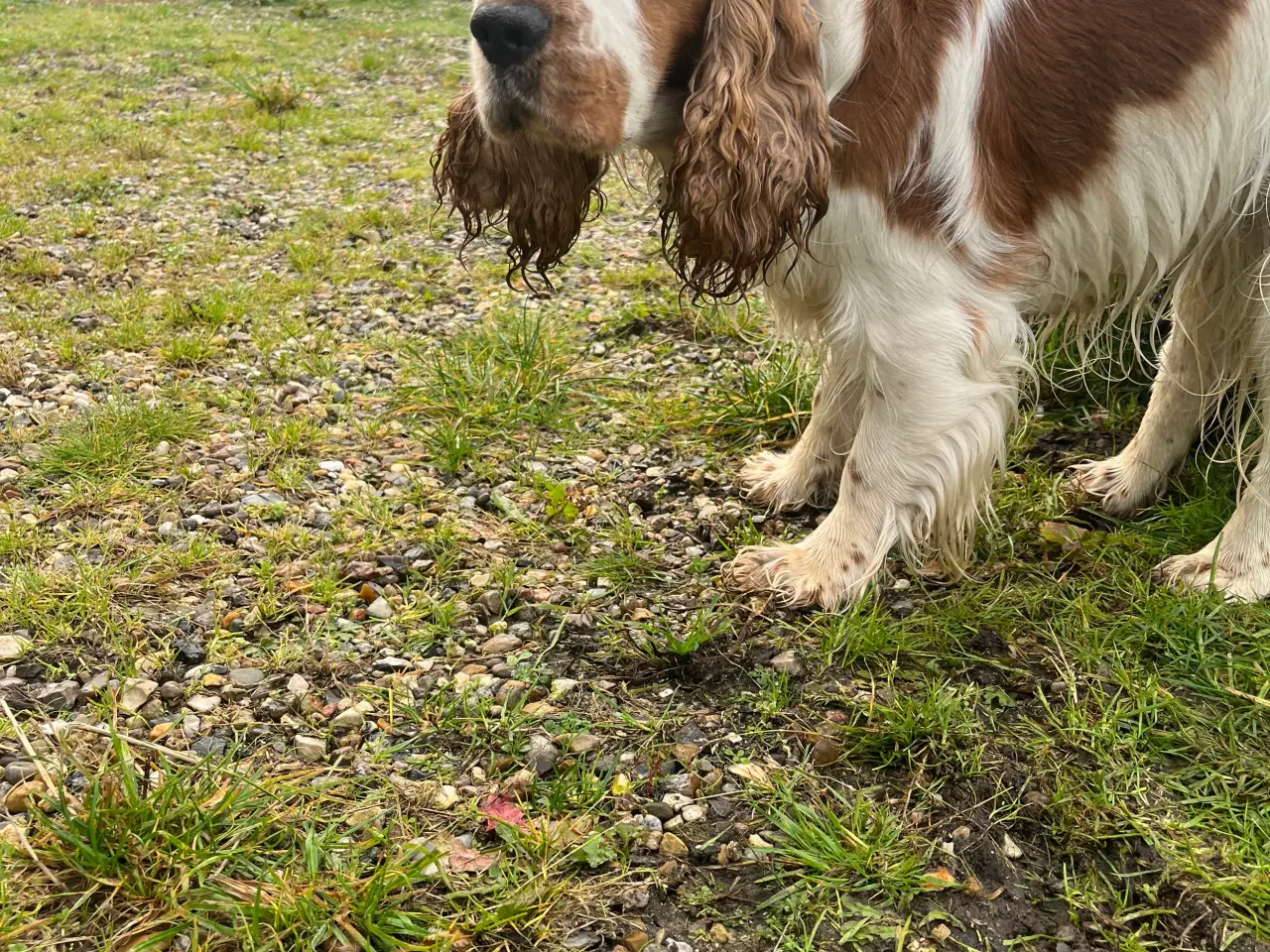 Billede 1 - Cocker spaniel . Engelsk han avl