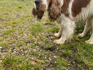 Cocker spaniel . Engelsk han avl