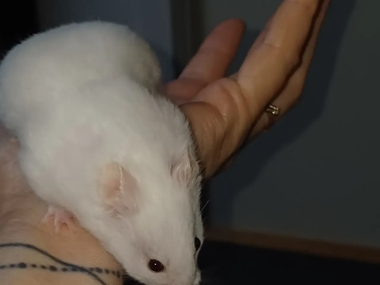 Billede 12 - Guldhamster unger (korthårede)