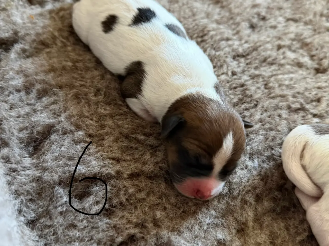 Billede 9 - 7 fine Jack russel hvalpe 🐶