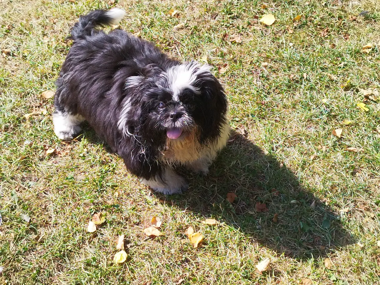 Billede 1 - Shih Tzu hvalp